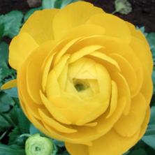 ELEGANCE RANUNCULUS var. giallo