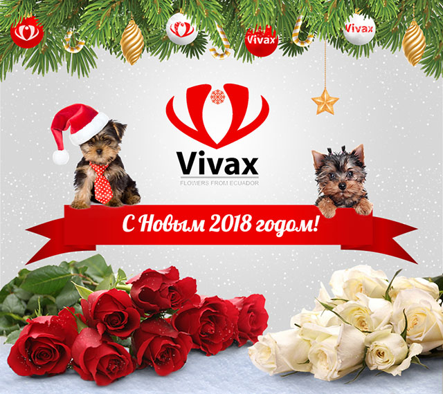 Команда VIVAX
