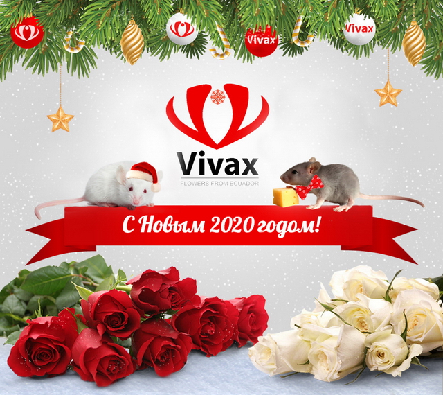 Команда VIVAX