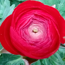 ELEGANCE RANUNCULUS var. rosso