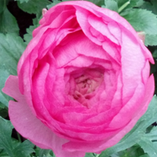 ELEGANCE RANUNCULUS var. rosa scuro