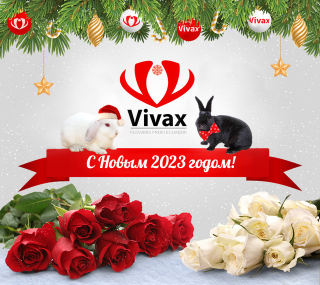Команда VIVAX