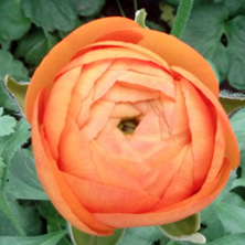 ELEGANCE RANUNCULUS var. clementine
