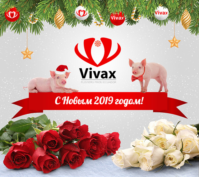 Команда VIVAX