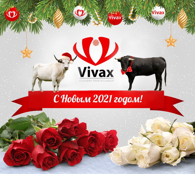 Команда VIVAX