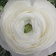 ELEGANCE RANUNCULUS var. bianco