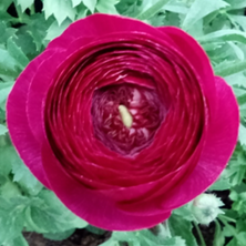 ELEGANCE RANUNCULUS var. viola